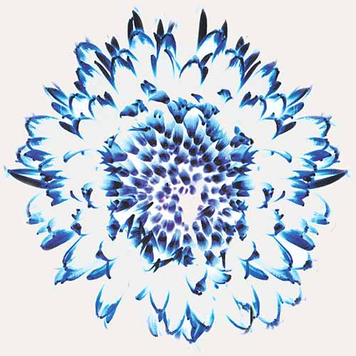 File:Herz25-footer-flower.jpg