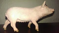 The pig
