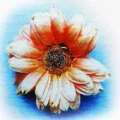 Thumbnail for version as of 00:17, 14 May 2026